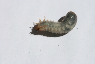 Larva da determinare